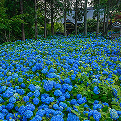 あじさい寺雲昌寺